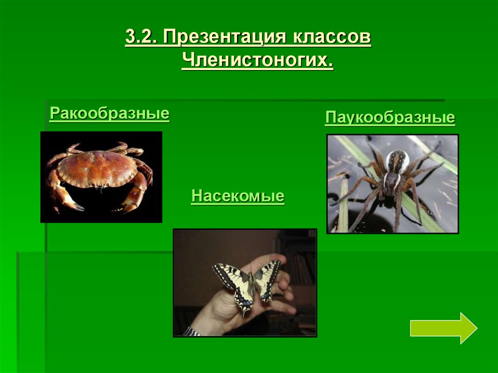 Признаки ракообразных паукообразных насекомых. Ракообразные паукообразные насекомые. Класс членистоногих презентация. Членистоногие и насекомые различия. Презентация про членистоногих.