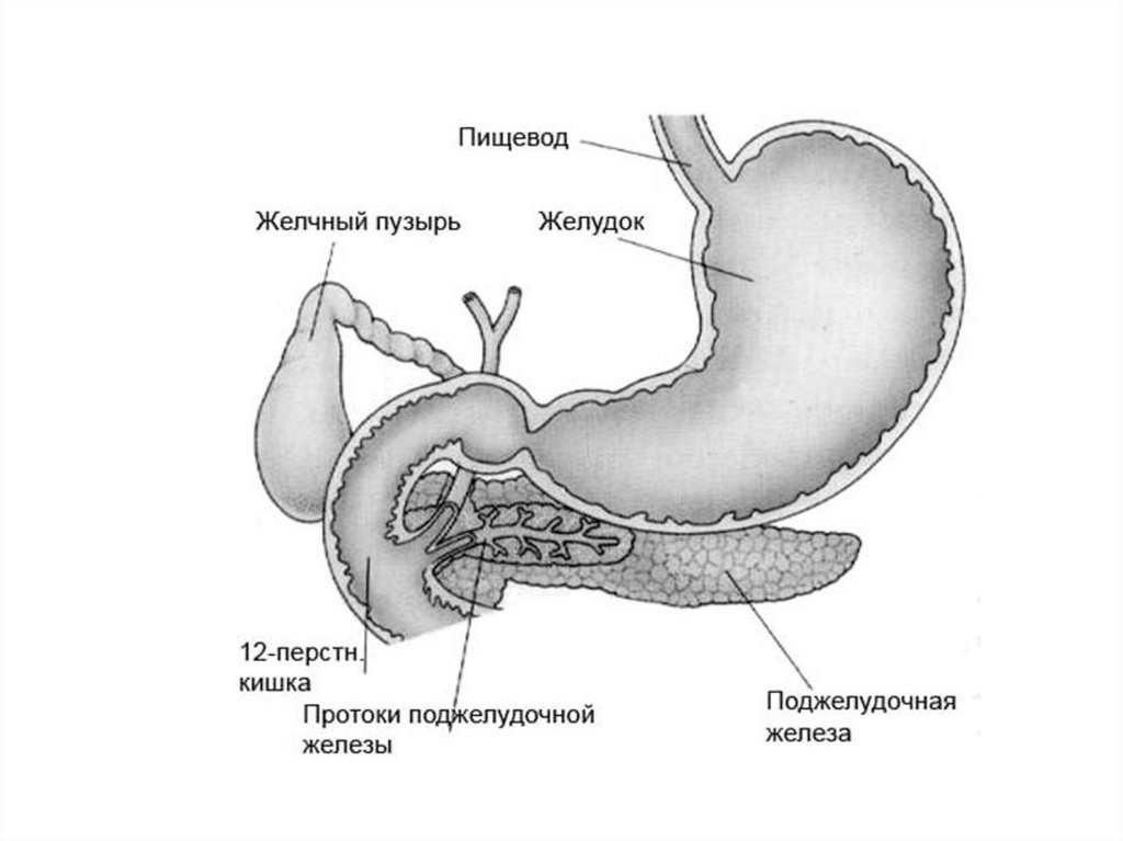 Пищевод желудок железы желудка