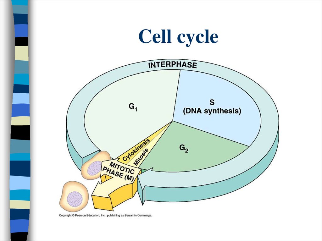 Клеточный цикл рисунок