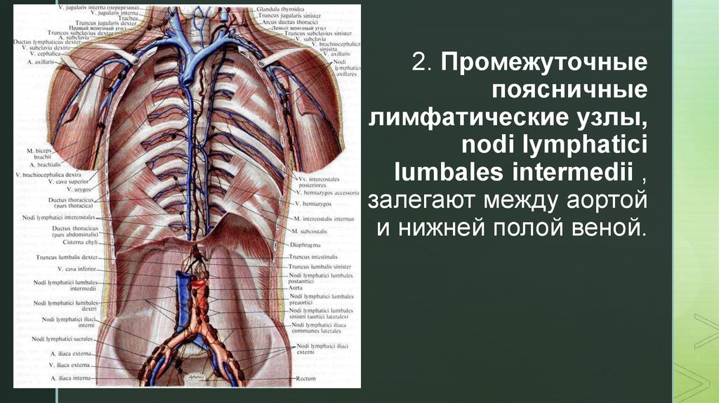 Лимфоузлы на пояснице. Надгрудные лимфатические узлы. Поясничные лимфоузлы анатомия. Грудной лимфатический проток анатомия. Поясничные лимфатические узлы - Nodi lymphatici lumbales.