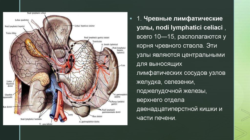 Лимфоотток селезенки схема