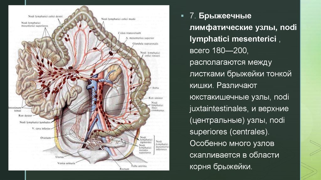 Забрюшинные лимфоузлы где находятся у мужчин фото