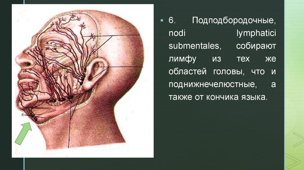 Лимфа лица схема