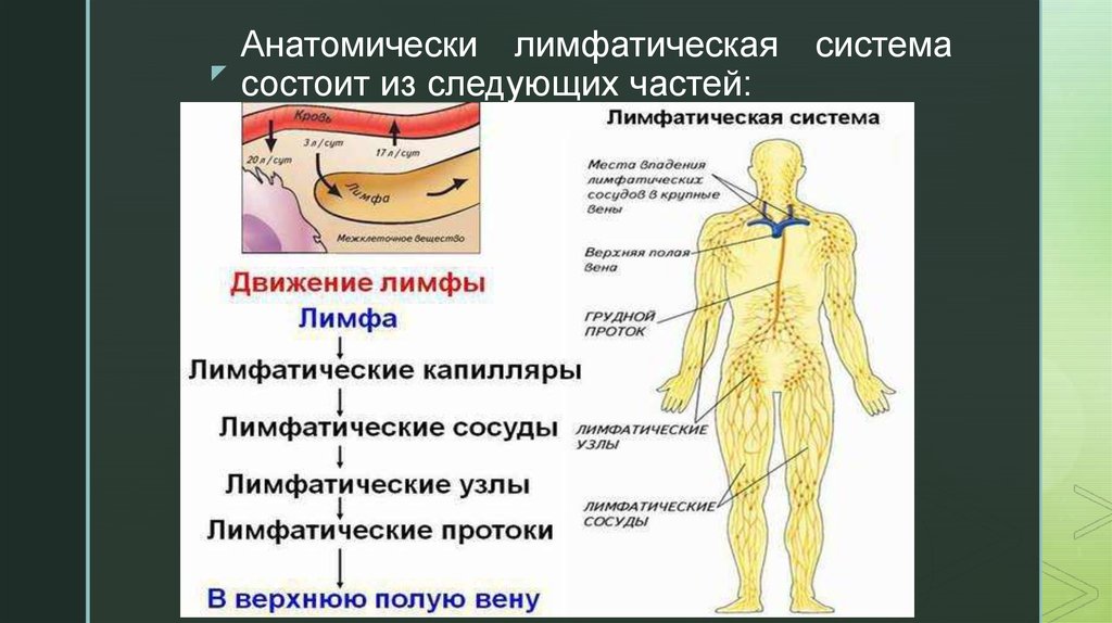 Крупные лимфатические сосуды