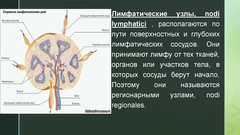 Лимфатический узел источник развития общий план строения функция