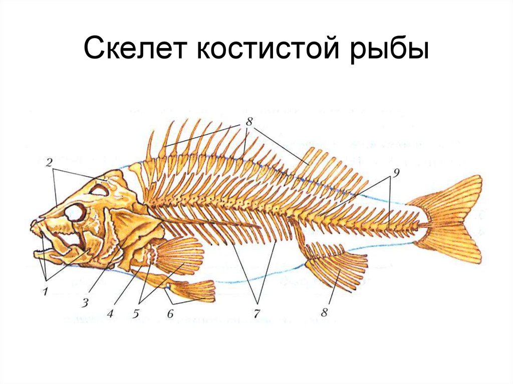 Скелет лосося рисунок