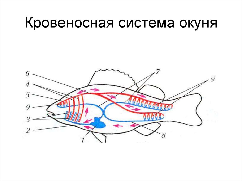 Особенности кровообращения рыб. Внутреннее строение рыбы кровеносная система. Строение кровеносной системы окуня. Строение кровеносной системы рыб. Внутреннее строение речного окуня кровеносная система.