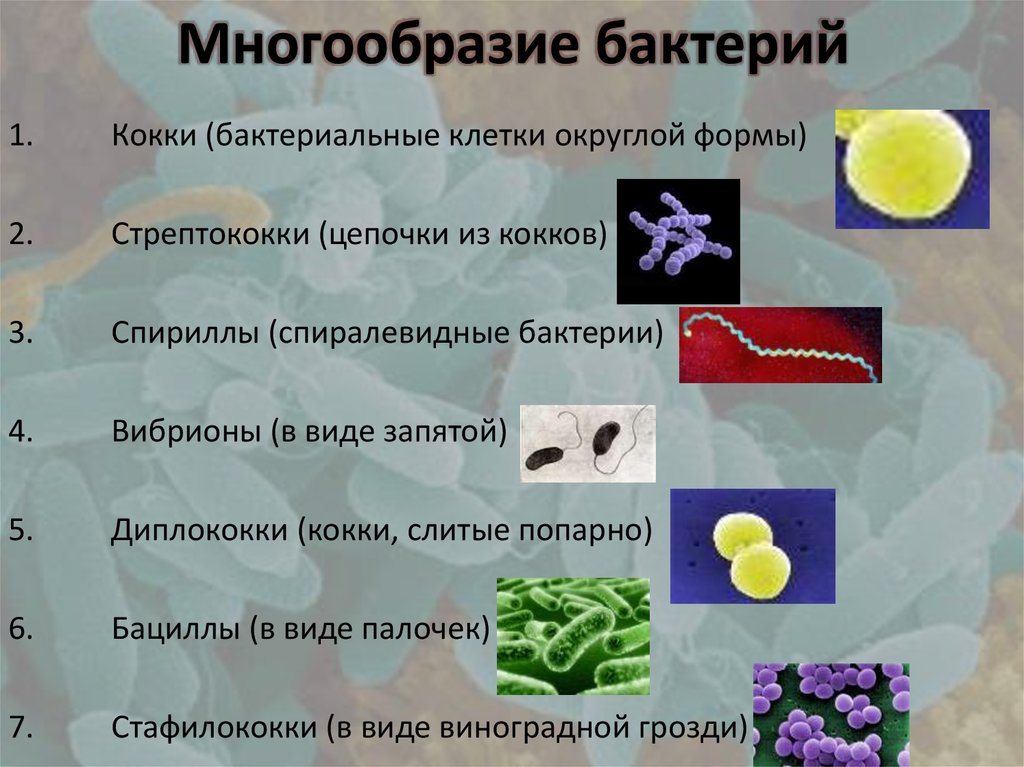 Бактерии округлой формы. Многообразие бактерий таблица. Многообразие бактерий 5 класс биология. Виды микроорганизмов. Разнообразие клеток бактерий.