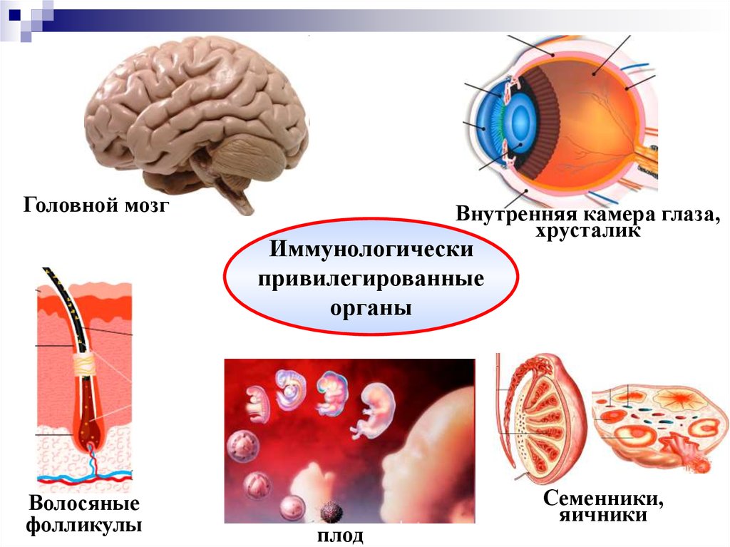 Презентация иммунологическая память