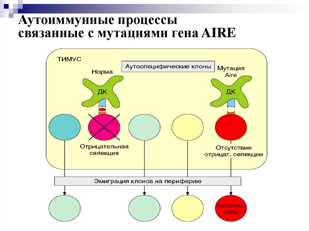 Иммунологическая толерантность. Аутоиммунные процессы, вызванные мутацией Гена aire. Аутоиммунный процесс. Аутоиммунная реакция. Аутоиммунные заболевания схема.