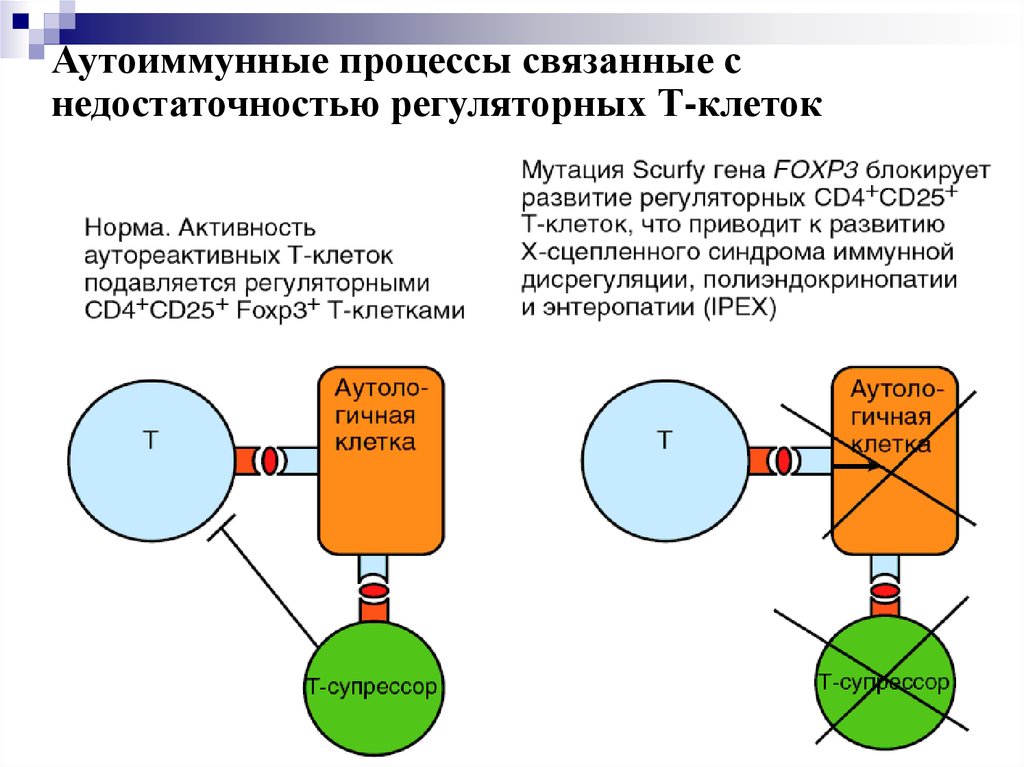 Регуляторные т лимфоциты