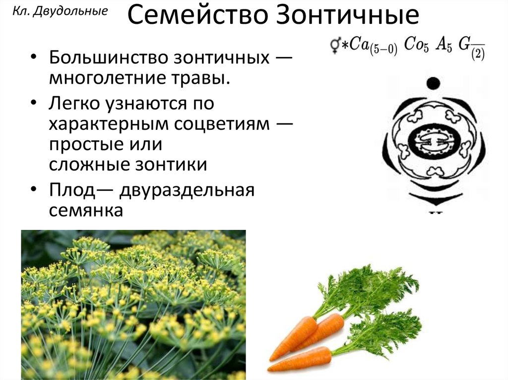 Морковь группа растений. Семейство зонтичные диаграмма цветка. Семейство зонтичные формула цветка. Зонтичные формула цветка и диаграмма. Сельдерейные (зонтичные) плод.