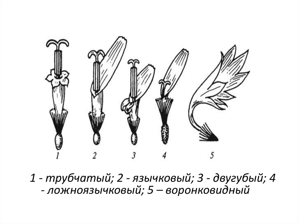 Типы цветков сложноцветных рисунок