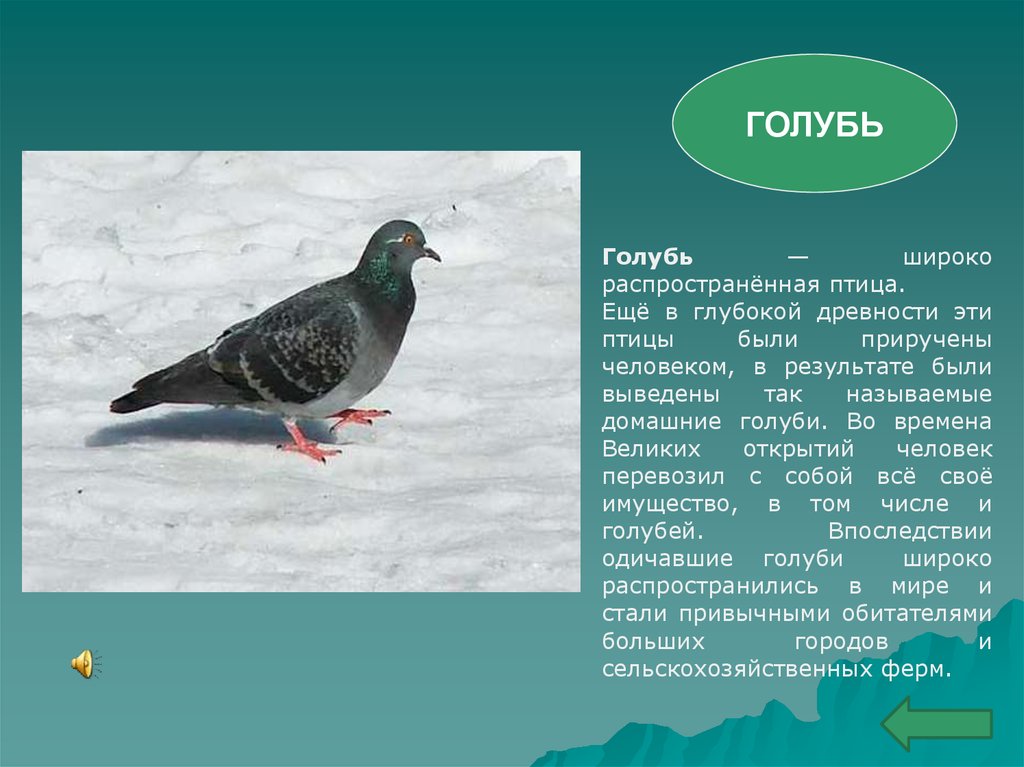 Птицы курского края фото с названиями для детей