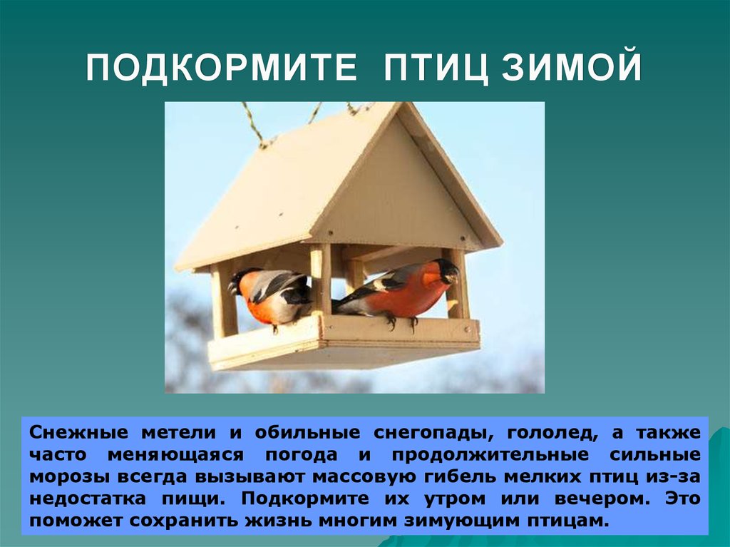 Защита и помощь человека птицам. Кормушки для птиц зимой. Проект помощь птицам. Проект кормушка для зимующих птиц. Проект Накорми птиц зимой.