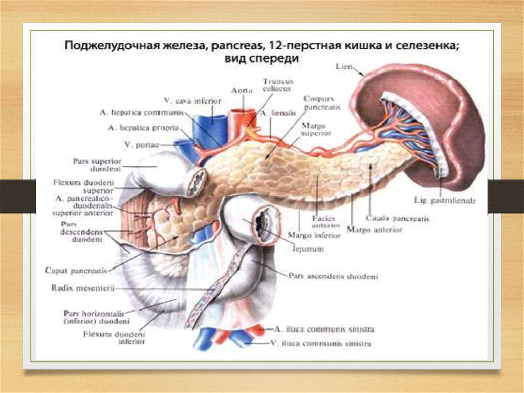 Кисты поджелудочной железы презентация