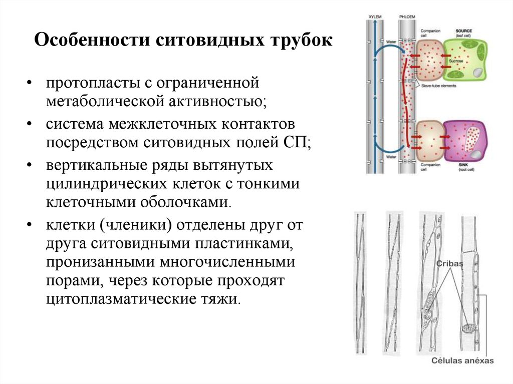 Признаки ситовидных трубок