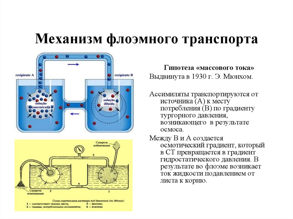 Механизмы транспорта. Механизмы транспорта по флоэме. Флоэмный транспорт растений. Транспорт веществ по флоэме. Флоэмный транспорт веществ в растениях.