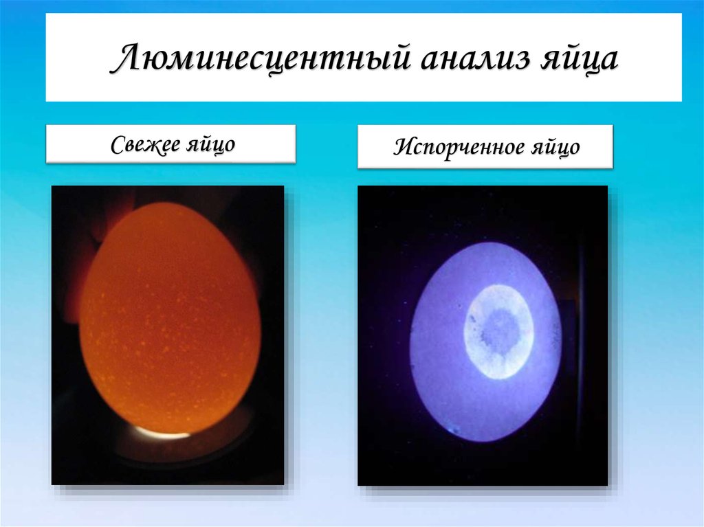 Лба анализ. Люминесцентный анализ. Люминесцентное исследование яиц. Люминесцентный анализ продуктов. Флуоресцентный анализ яиц.