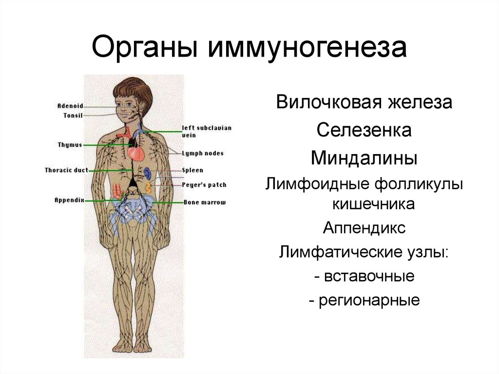 Органы кроветворения иммунной. Лимфатическая система анатомия таблица. Органы иммуногенеза схема. Органы кроветворения и иммуногенеза гистология. Центральные и периферические органы иммуногенеза.