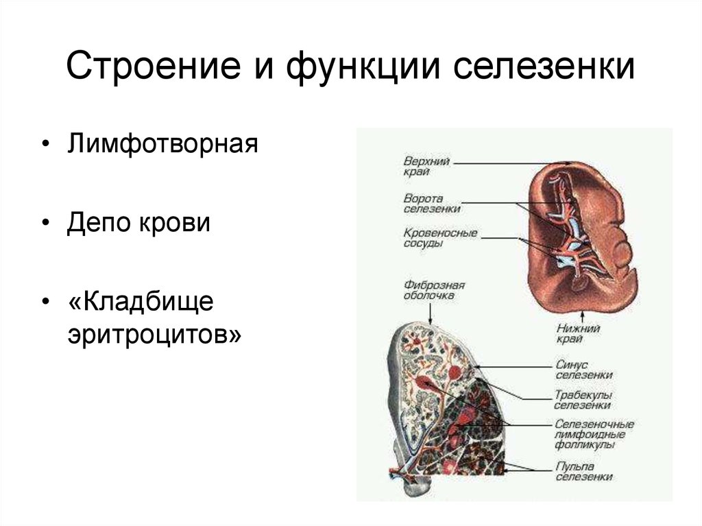 Какие функции у селезенки. Селезенка строение и функции анатомия. Строение селезенки анатомия кратко. Строение селезенки анатомия животных. Строение селезенки КРС.