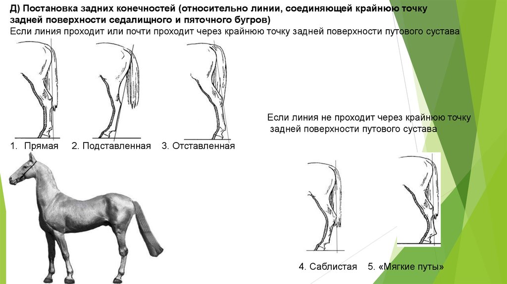 Относительные линии. Путовый сустав лошади анатомия. Постановка задних конечностей у лошади. ОГЭ по биологии задание с лошадью. Лошадь ОГЭ по биологии.