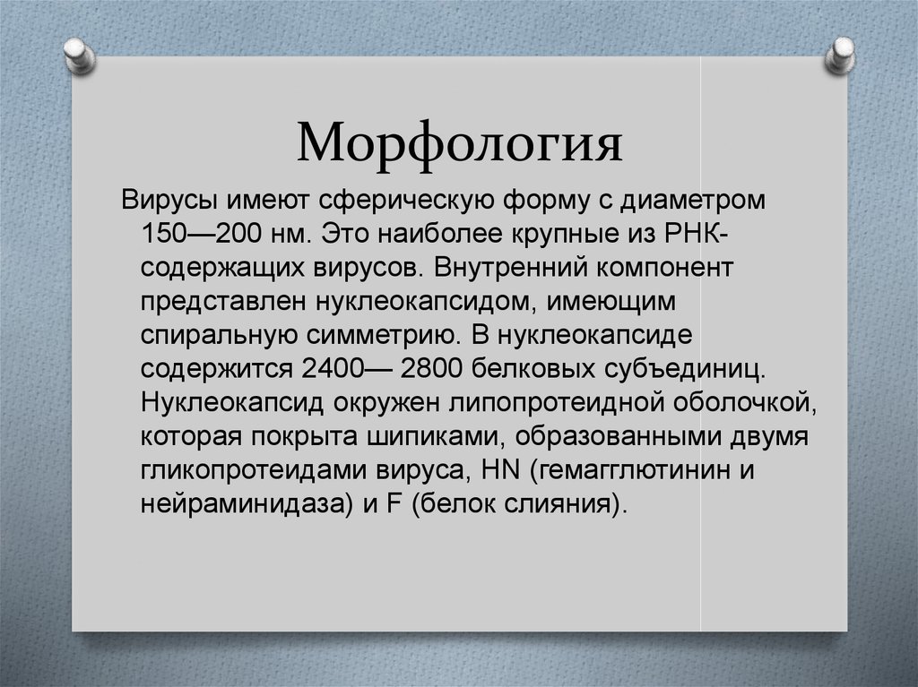 Морфология туралы презентация