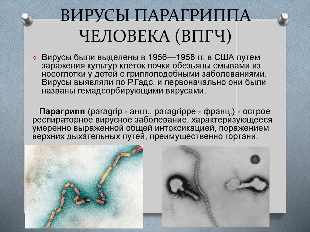 Парагрипп 3 презентация