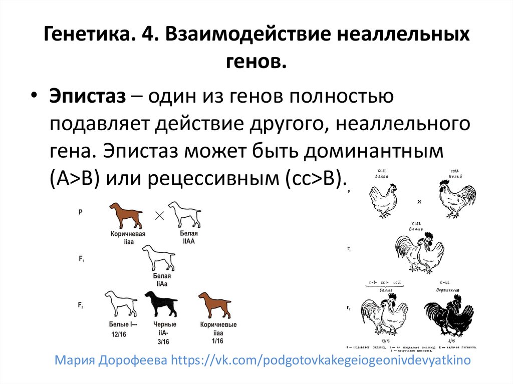 Взаимодействие генов эпистаз