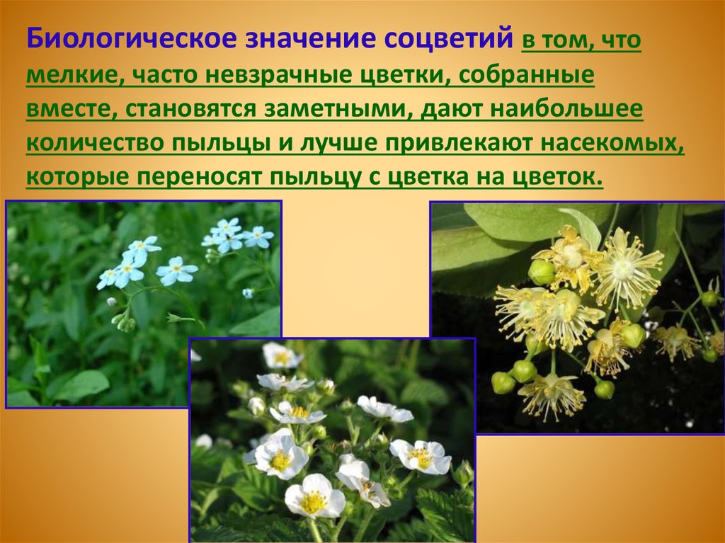 Цветки собранные вместе. Биологическое значение соцветий. Цветки собраны в соцветие. Роль соцветий. Биологическое значение.