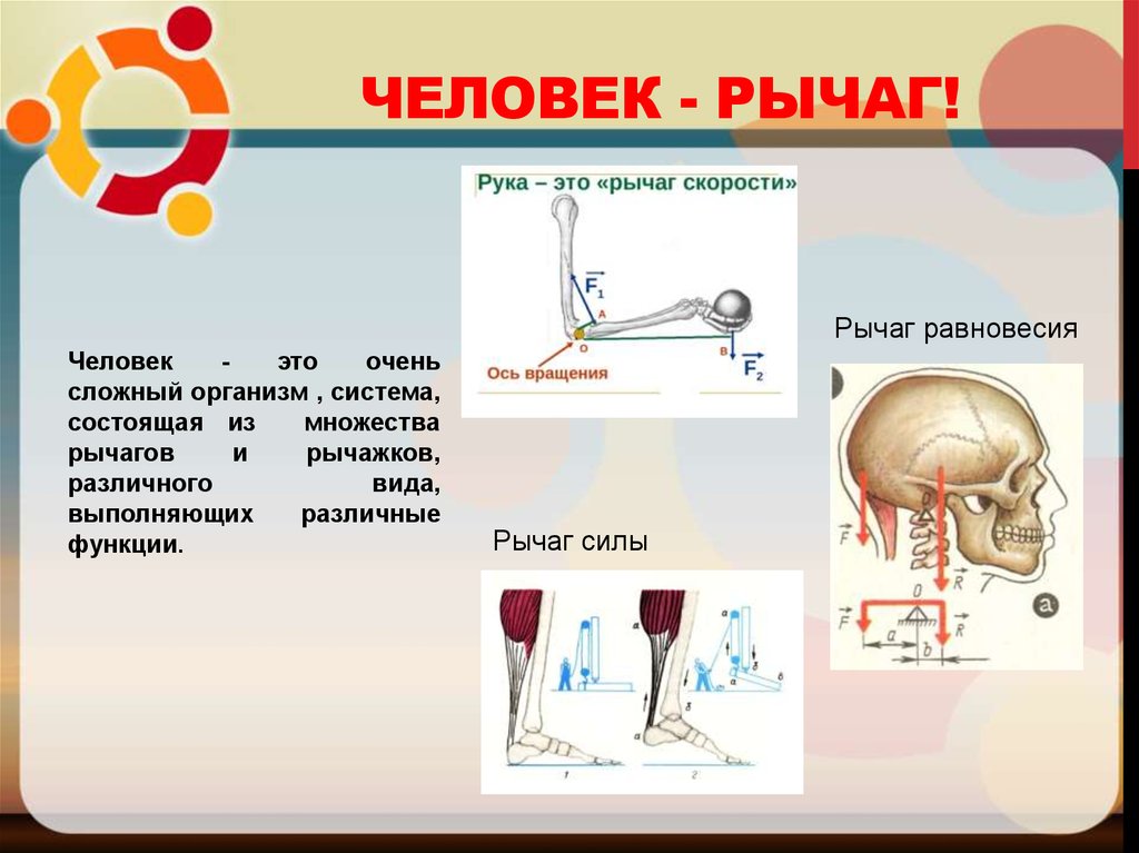 Презентация на тему рычаги в быту и живой природе