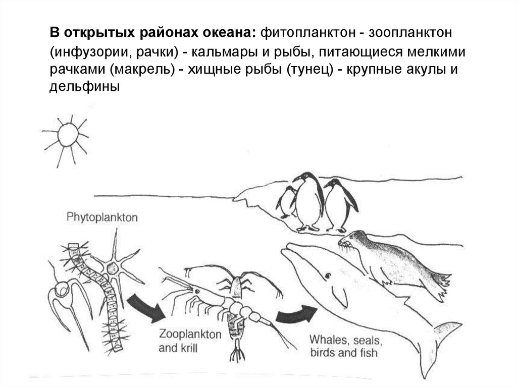 Фитопланктон зоопланктон пищевая. Фитопланктон пищевая цепь. Ракообразные пищевая цепь. Фитопланктон зоопланктон пищевая цепь. Зоопланктон цепь питания.