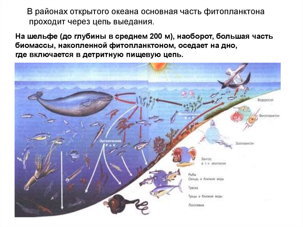 Экологические сообщества мирового океана. Цепочка питания в океане. Пищевая сеть океана. Пищевая цепь океана. Трофическая цепь океана.