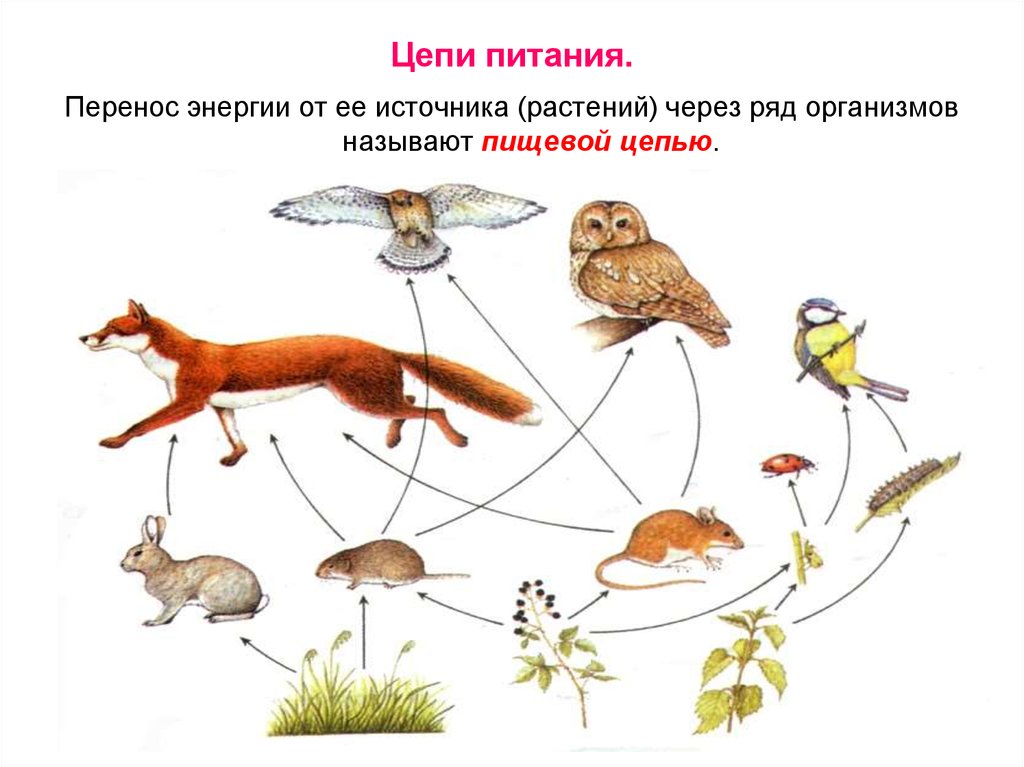 Составьте 10 цепей питания. Цепи питания. Цепочка питания. Пищевая цепь. Пищевая цепочка питания.