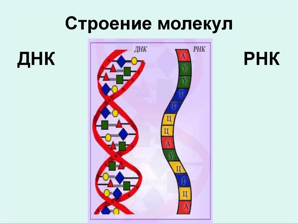 Молекула рнк построена. Структура молекулы ДНК И РНК. Схема строения молекулы ДНК И РНК. Зарисуйте схему строения ДНК, РНК.. Схема строения ДНК И РНК.