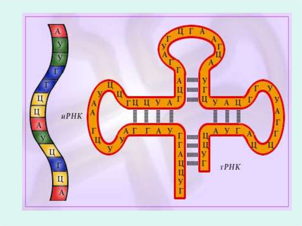 РНК. Информационная РНК рисунок. Схема строения РНК. Виды РНК рисунки.