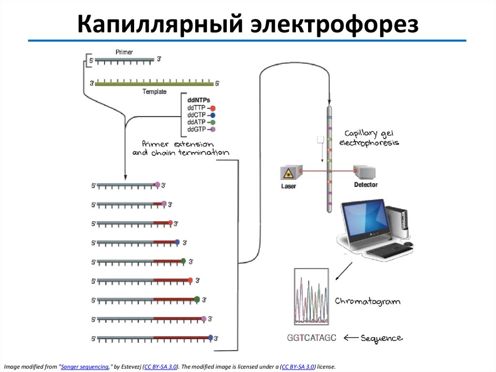 Секвенирование по сэнгеру схема