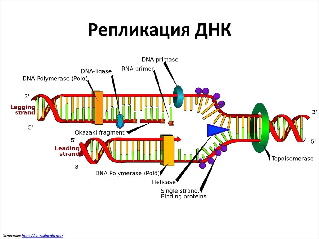 Особенности клонирования днк по типу in vivo