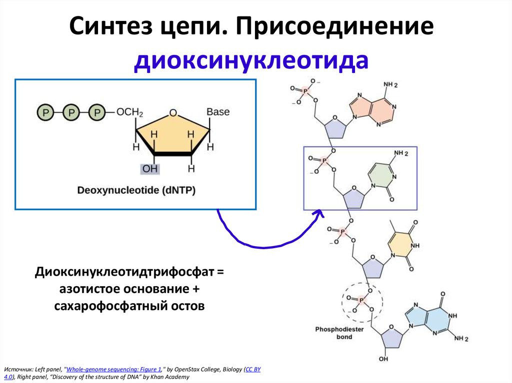 Синтез цепей. ДНК сахарно фосфатный остов. Сахарофосфатный скелет ДНК. Сахарофосфатный остов молекулы РНК.