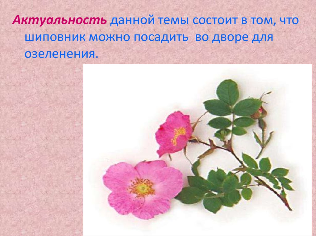 характеристика лекарственных свойств шиповника. шиповник полезные противопоказания. из чего состоит шиповник. шиповник состав витаминов. строение шиповника.