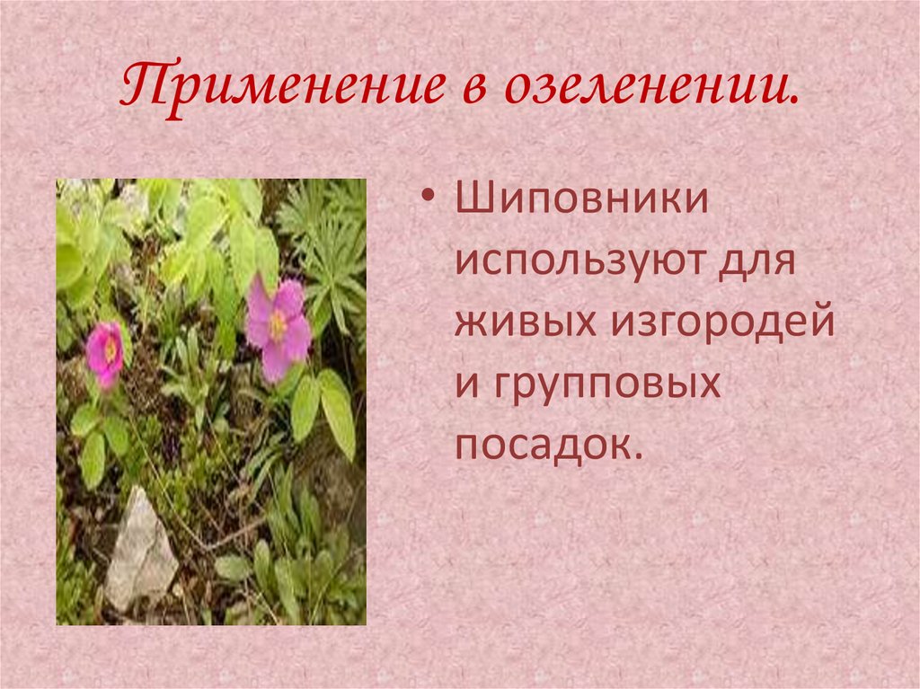 Применение в озеленении.