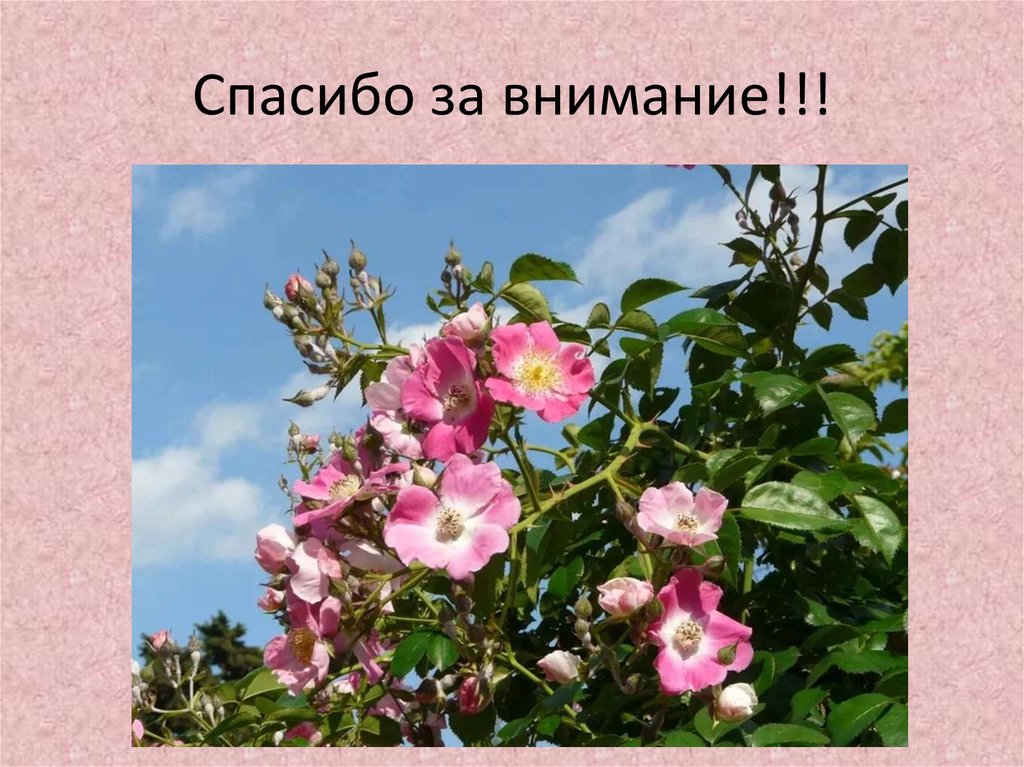 Спасибо за внимание!!!