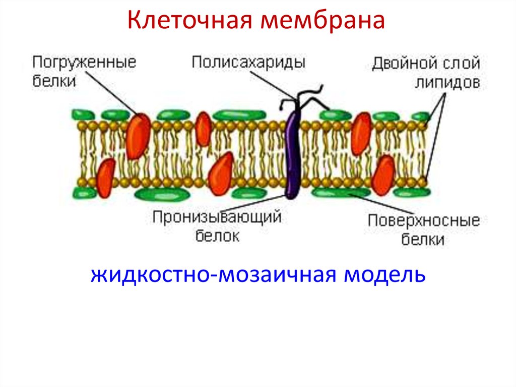 Модель мембраны клетки. Клеточная цитоплазматическая мембрана. Жидкостно-мозаичная модель строения цитоплазматической мембраны. Схема цитоплазматической мембраны жидкостно мозаичная модель. Модель клеточной мембраны Сингера Николсона.