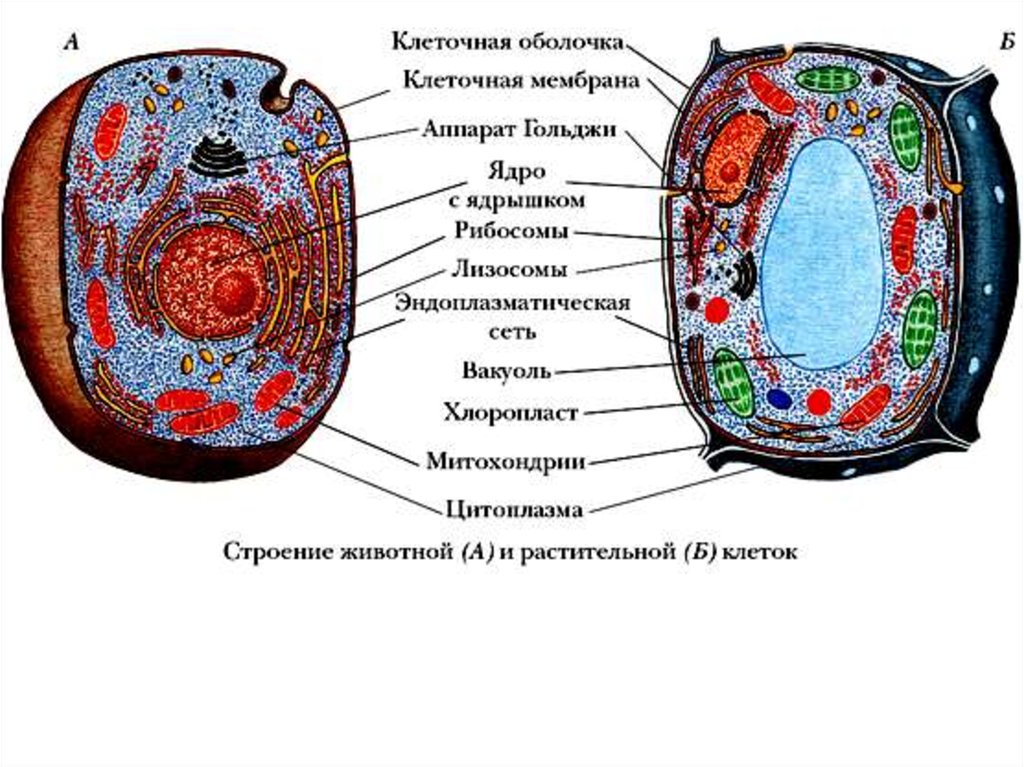 Цитология наука о клетке презентация 9 класс