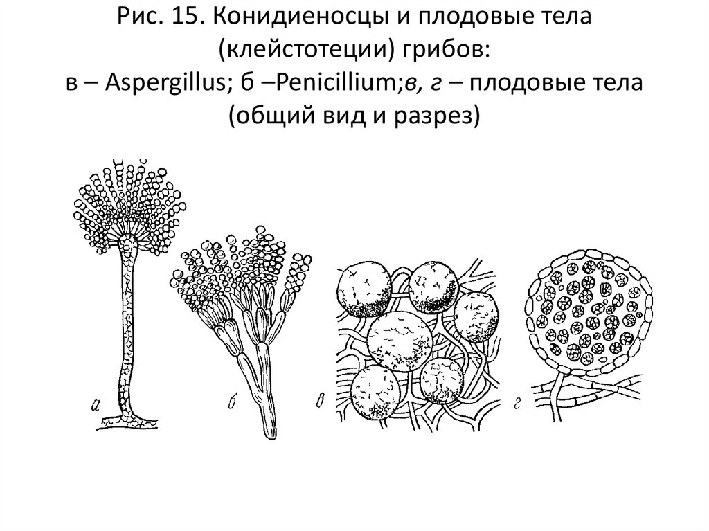 На рисунке изображен мукор ягель пеницилл масленок