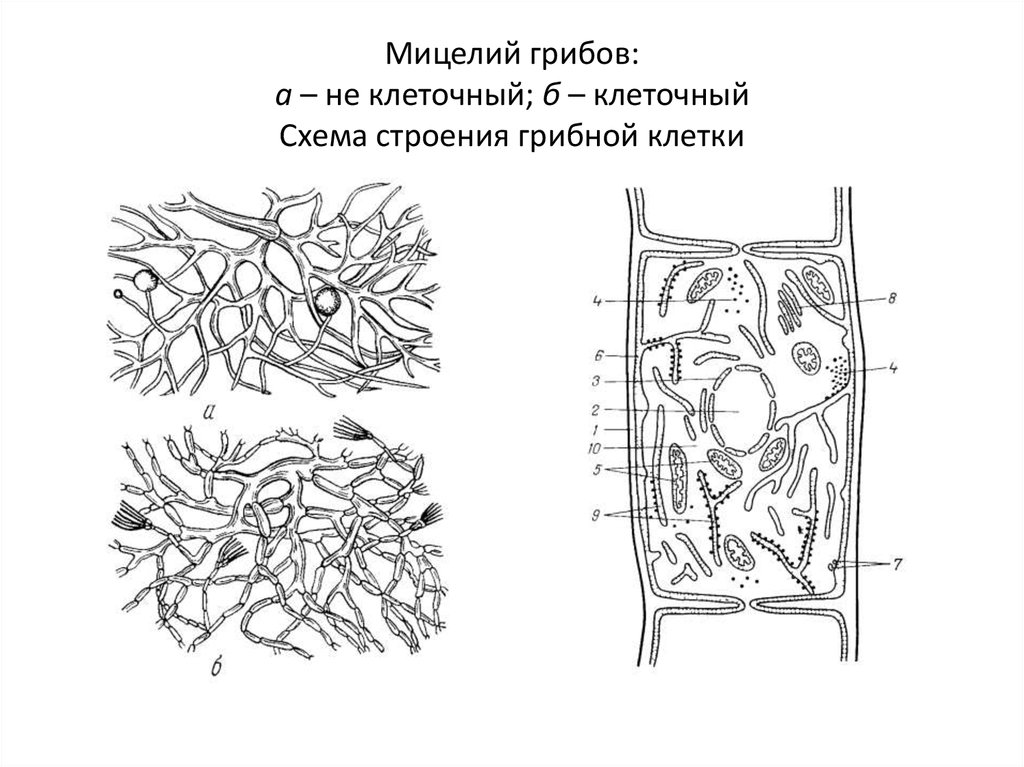 Строение грибов по количеству клеток схема