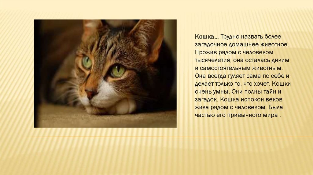 Кошка тяжело. Образ кота в литературе проект. Домашние кошки живут рядом с людьми. Тайны кошек. Кошки со сложным характером.