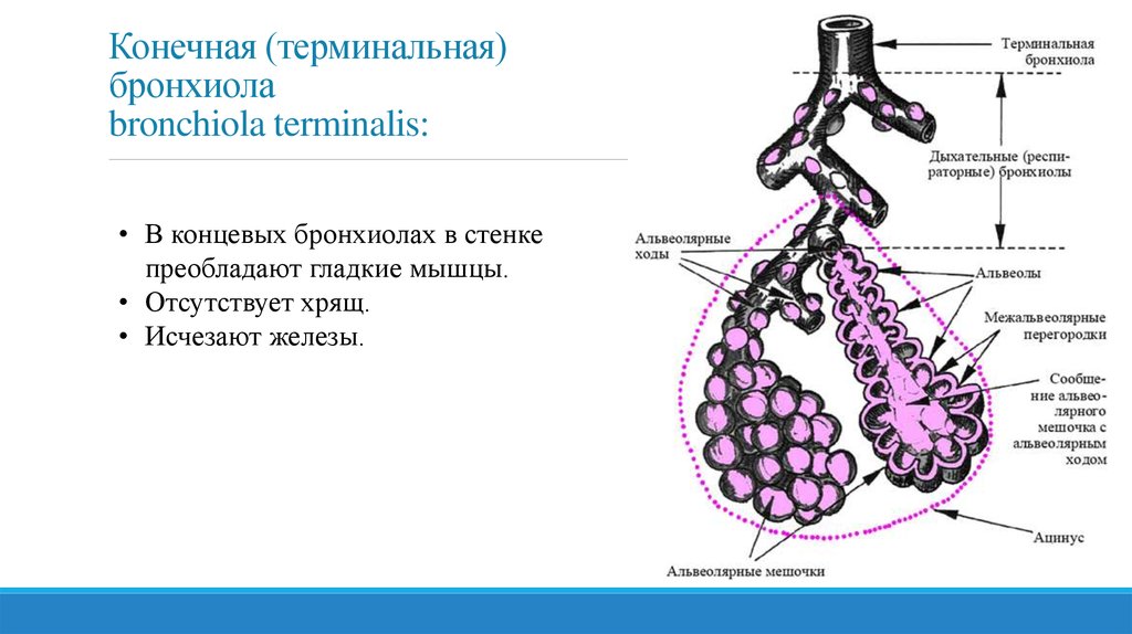 Стенка бронхиол