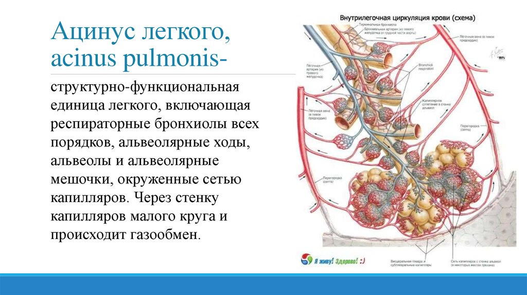 Схема строения ацинуса легкого