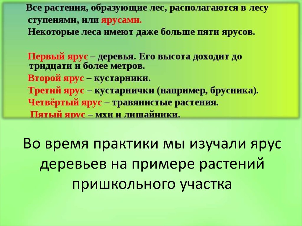 Укажите варианты ответов пришкольный. В лесу растения образуют ярусы. Ярусы и растения образующие его. Все растения образующие лес располагаются в лесу ступенями или. В лесу растения образуют ярусы обведи правильный.